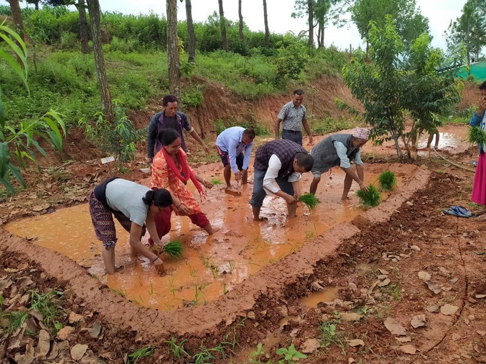 Celebration of 17th National Rice Day